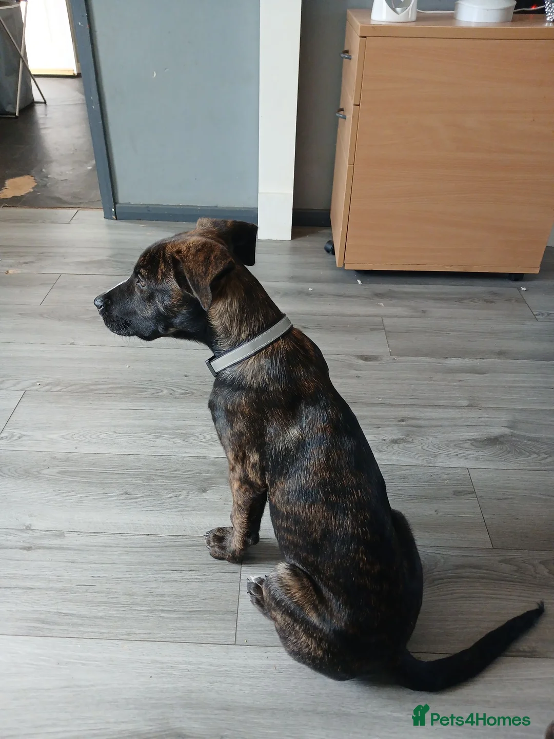 Mixed Breed dogs for sale: Belgium shepherd cross 4 months old male - Advert 1