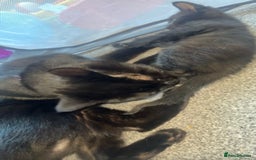 Bombay cats for sale: FREE 8 week old black kitten female  - Image 5