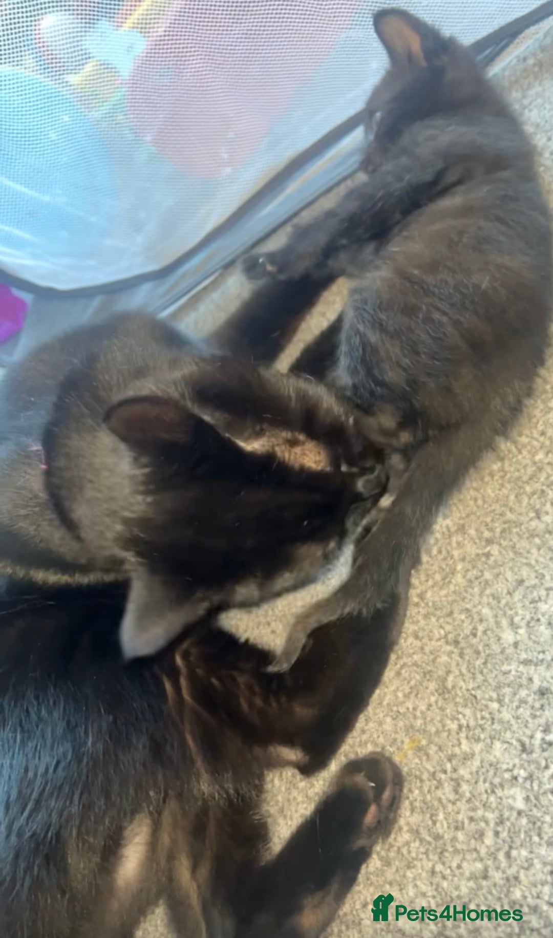 Bombay cats for sale: FREE 8 week old black kitten female  - Image 5