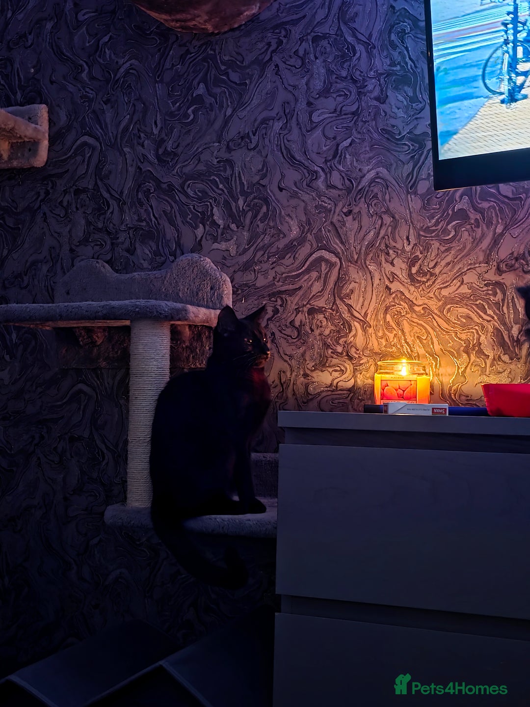 Domestic Shorthair cats for sale: 🐾Pickles - Female Black Cat Needs a Loving Home🐾 - Image 4