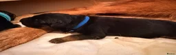 German Shepherd dogs for sale: Wolfskraft German Shepherds puppies - Advert 8