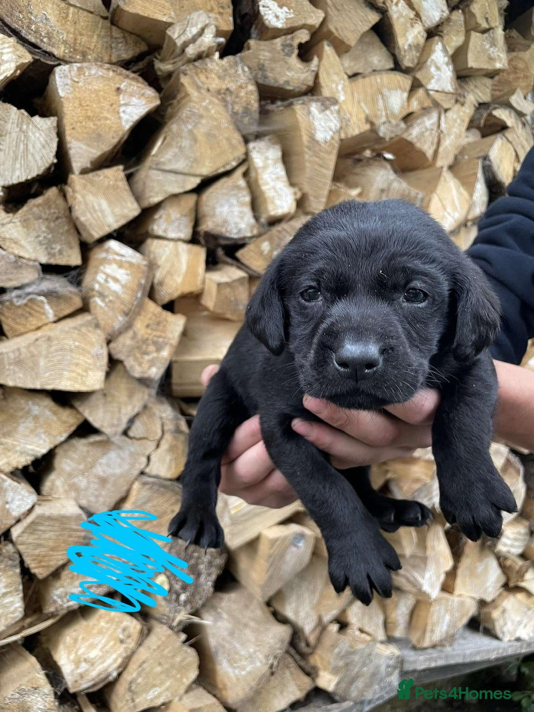Labrador Retriever dogs for sale: KC Registered Black Labrador puppies   - Image 2