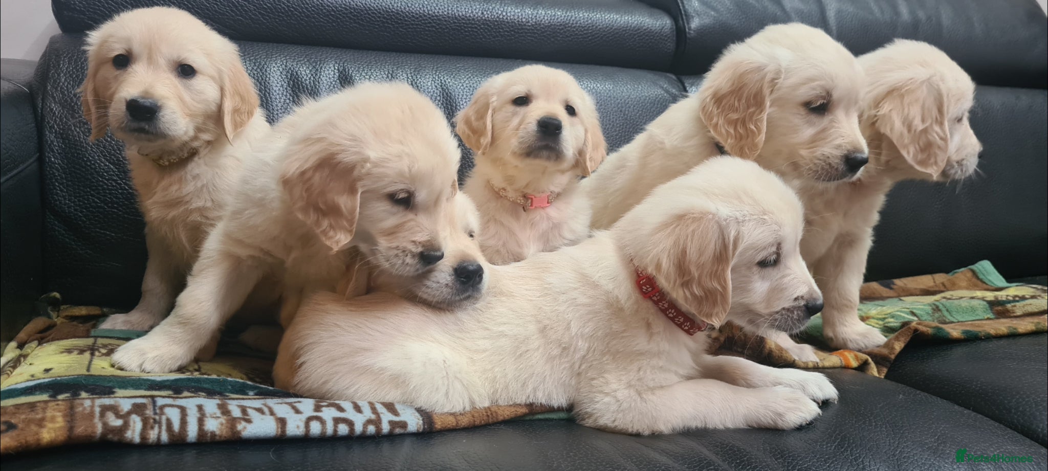 Golden Retriever dogs Beautiful Golden Retriever Puppies - Advert 14