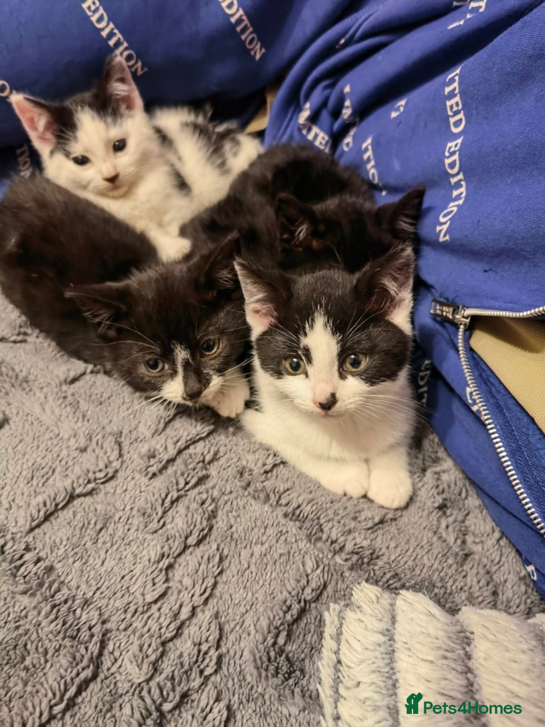 Mixed Breed cats for sale: Cute fluffy kittens black and white boys and girls - Image 3