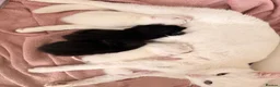 Mixed Breed cats for sale: Kitten for sales  in Croydon - Advert 1