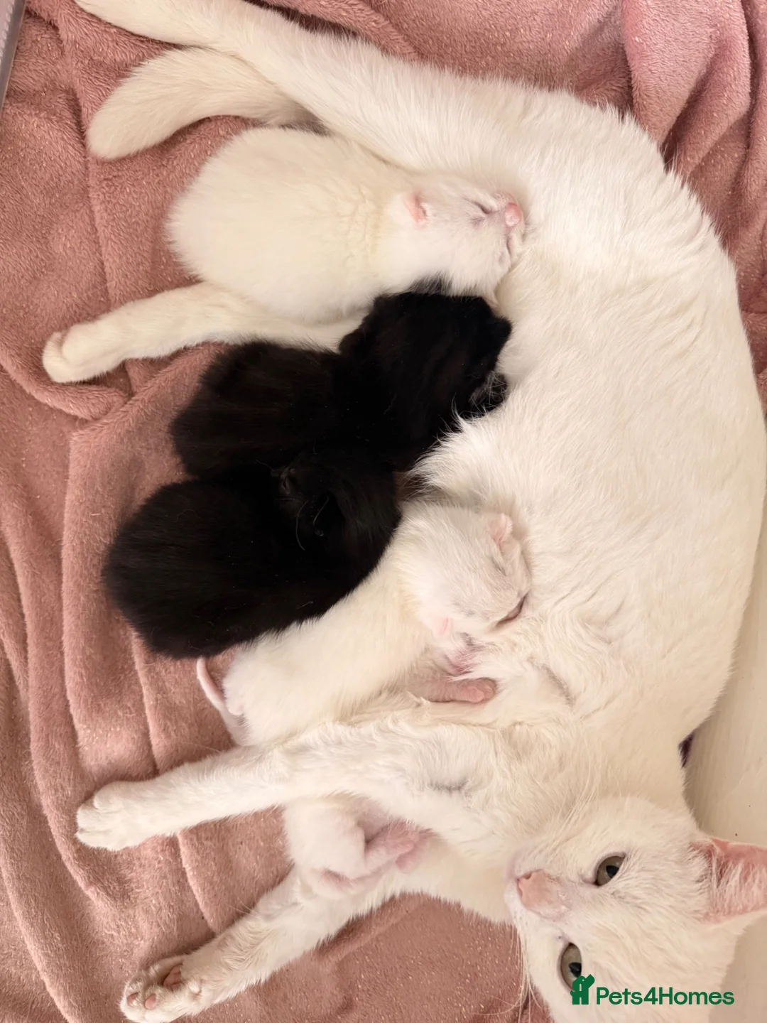 Mixed Breed cats for sale: Kitten for sales  in Croydon - Advert 1