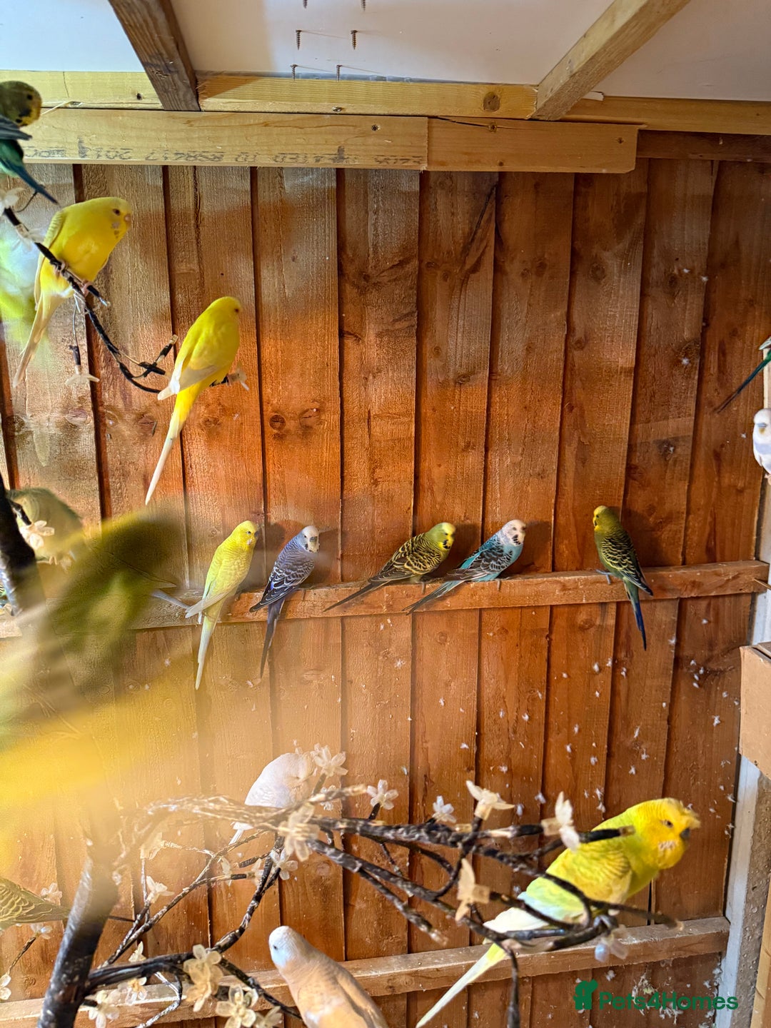 Budgerigars birds for sale: Budgies  - Image 2