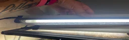 Gecko reptiles for sale: Mourning gecko enclosure and sand gecko enclosure  - Advert 6