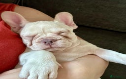 French Bulldog dogs for sale: READY NOW!! KC registered French bulldogs - Image 39