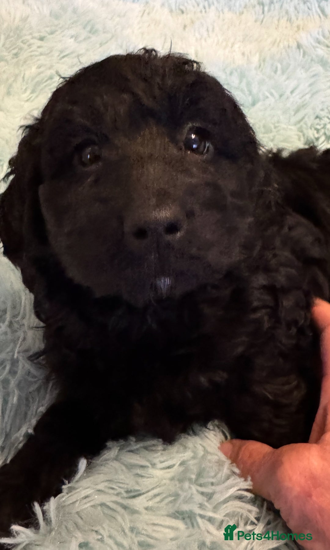 Cockapoo dogs for sale: Healthy Happy Stunning Cockapoo Puppies - Advert 17