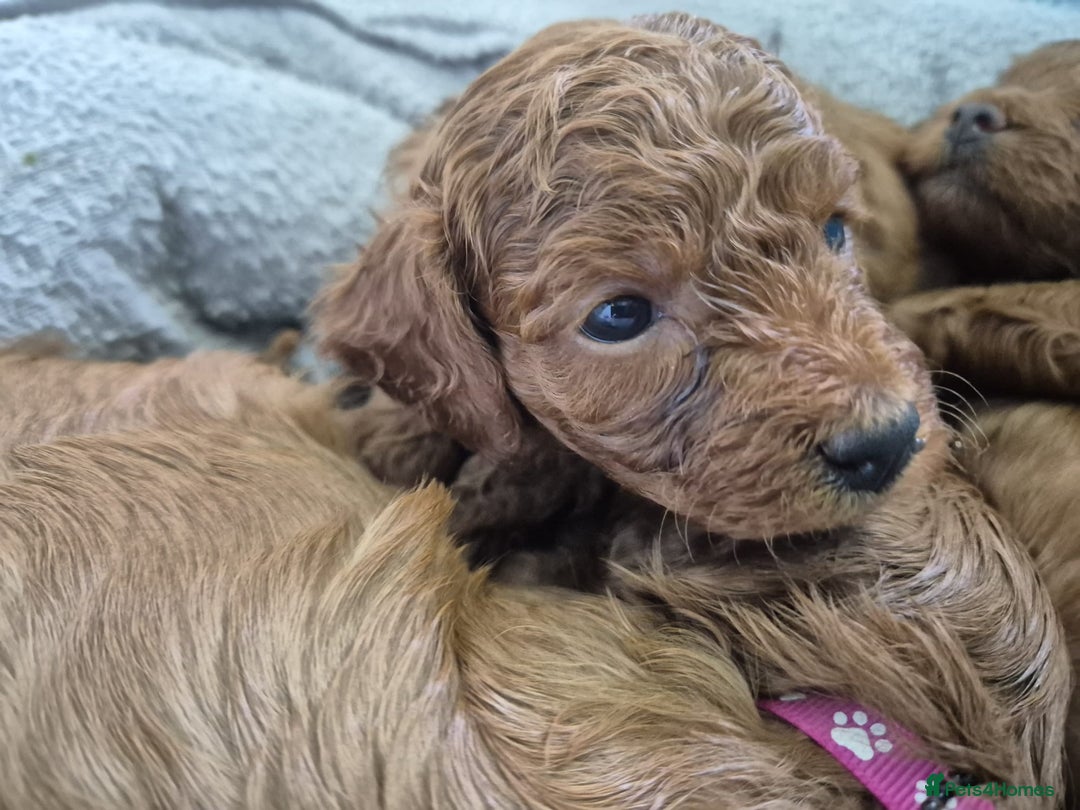 Cavapoo dogs for sale: 5 Star licenced breeder ** 2 girls available ** - Image 14
