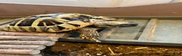 Hermann Tortoise reptiles for sale: Hermann tortoise in Sale - Advert 4