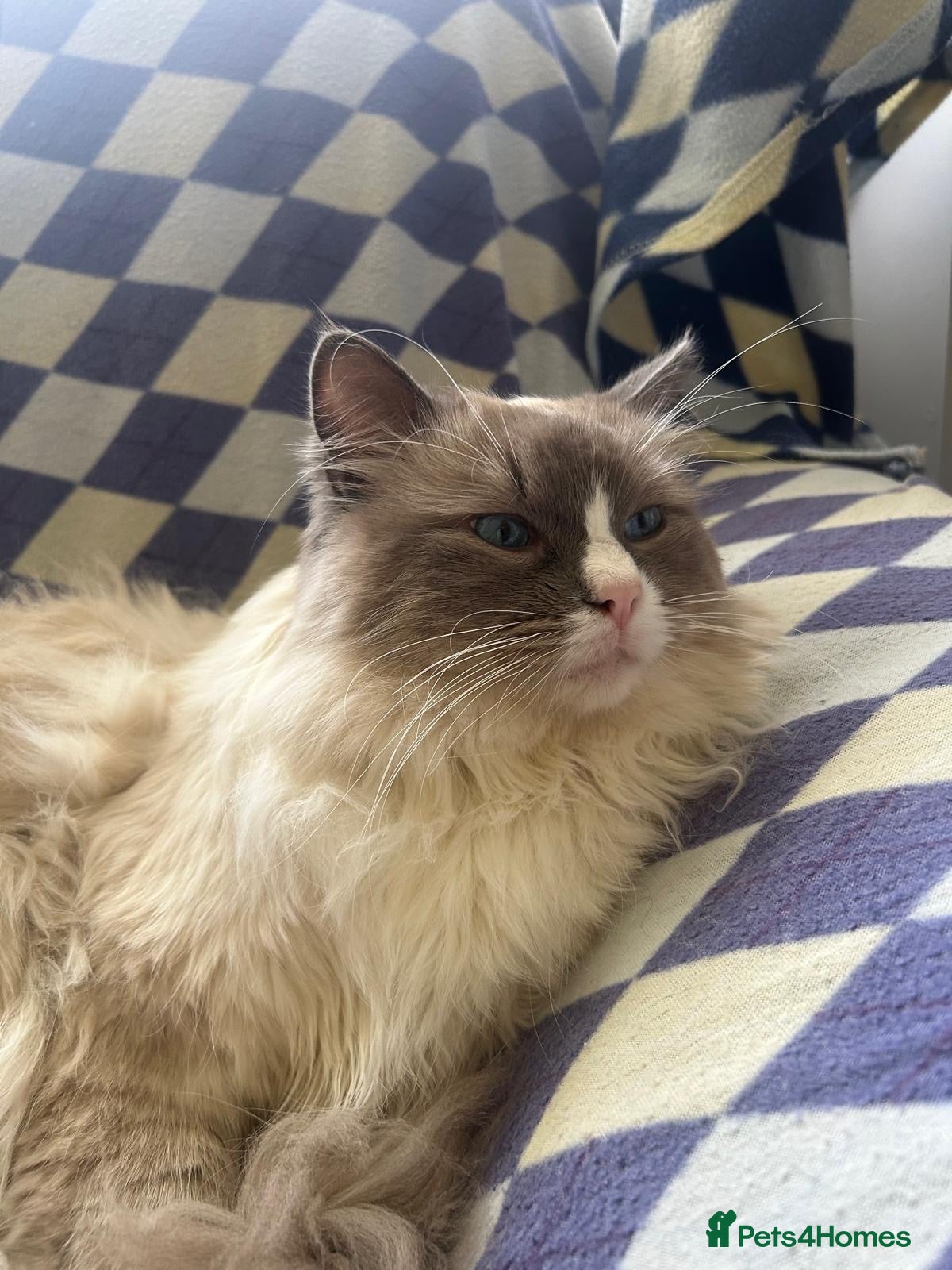 Ragdoll cats Paddington  - Advert 1