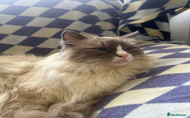 Ragdoll cats - Advert 6