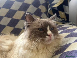 Ragdoll cats - Advert 13