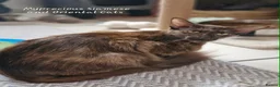 Oriental cats for sale: Beautiful Chocolate Tortie Oriental Longhair in Oswestry - Advert 4