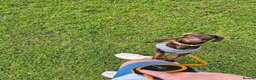 Miniature Dachshund dogs for stud: MINI DASCHUND FOR STUD - Advert 2