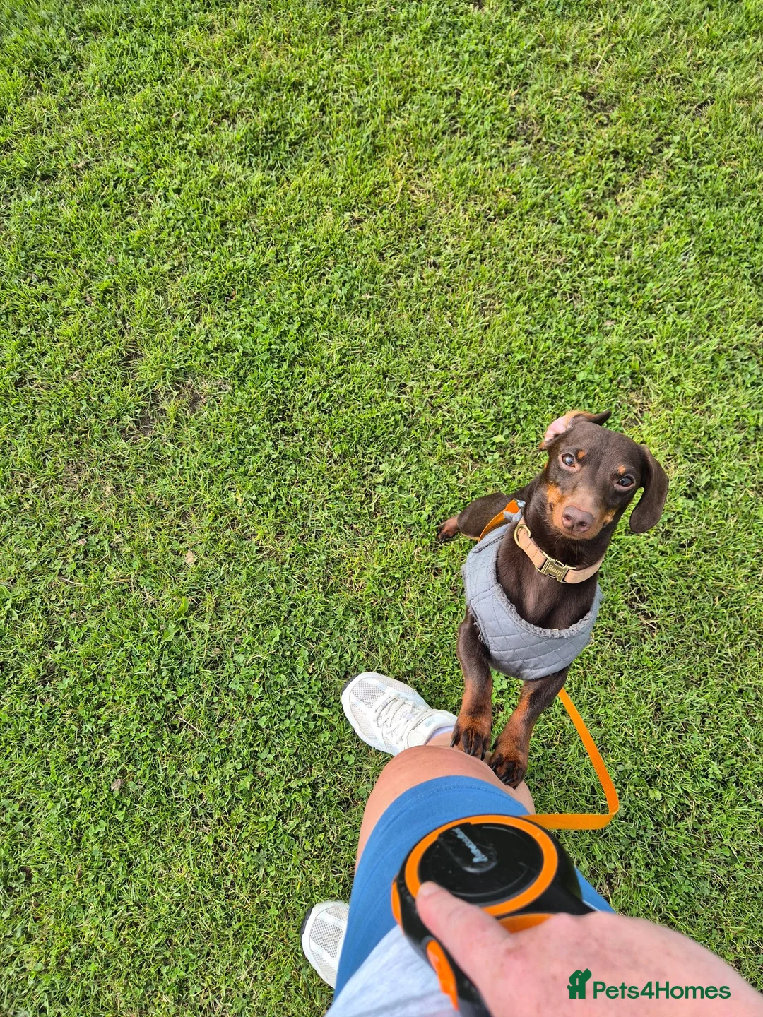 Miniature Dachshund dogs for stud: MINI DASCHUND FOR STUD - Advert 2