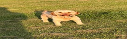 Cockapoo dogs for sale: Blu The Cockapoo - Advert 3