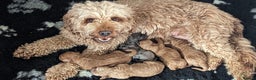 Cockapoo dogs for stud: PROVEN DNA tested Cockapoo Stud-Chocolate Merle in Stafford - Advert 27