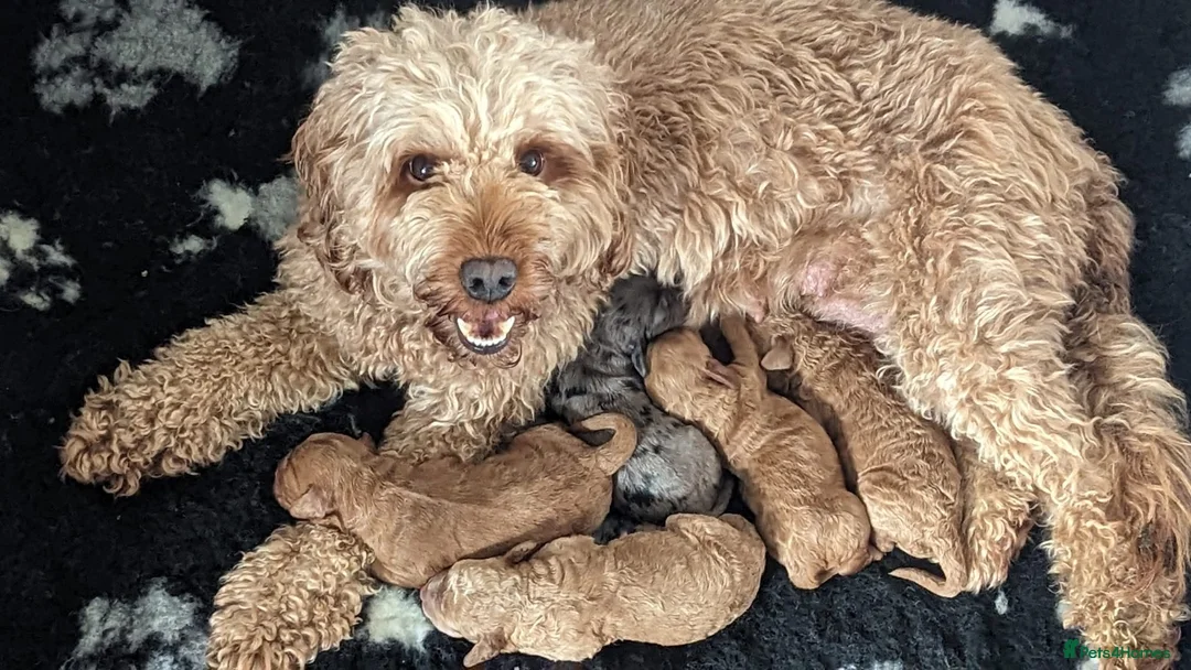 Cockapoo dogs for stud: PROVEN DNA tested Cockapoo Stud-Chocolate Merle in Stafford - Advert 27