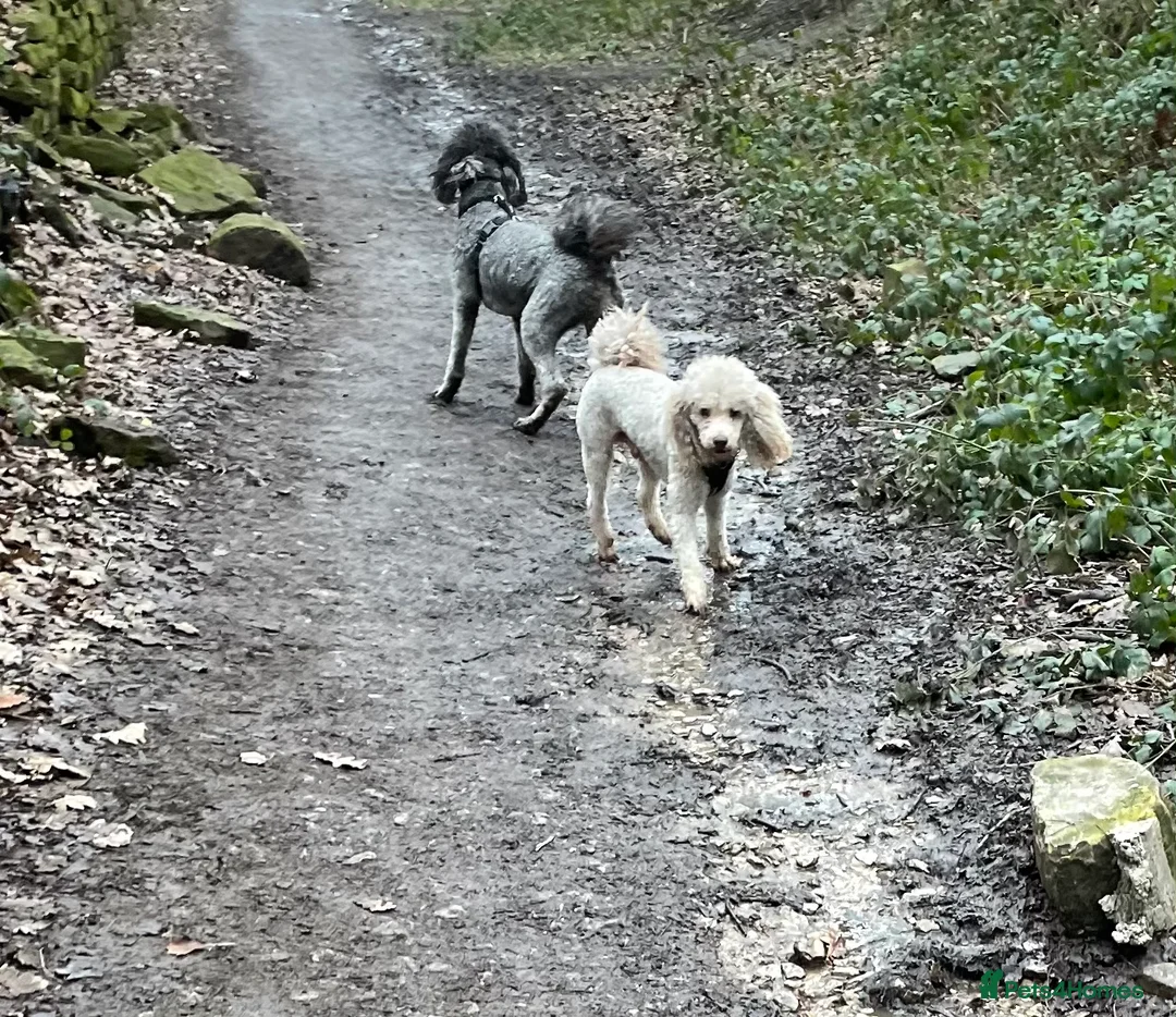 Miniature Poodle dogs for stud: Kc miniature poodle  in Wakefield - Advert 9
