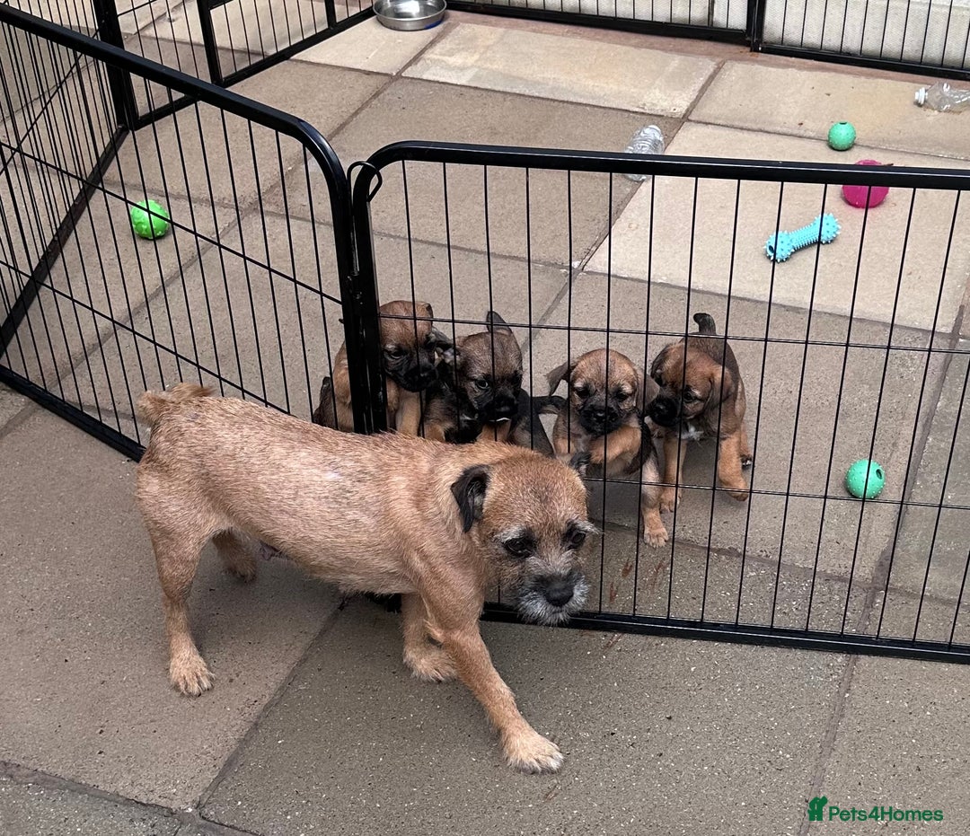 Border Terrier dogs for sale: Kc Border terrier pups.Slem clear ready now. - Image 4