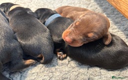 Dobermann dogs for sale: Outstanding KC Reg Dobermann puppies - Image 9