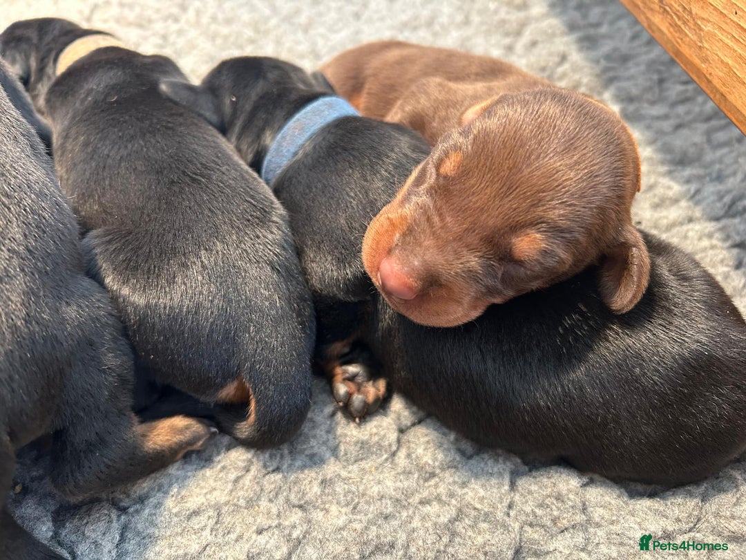 Dobermann dogs for sale: Outstanding KC Reg Dobermann puppies - Image 9