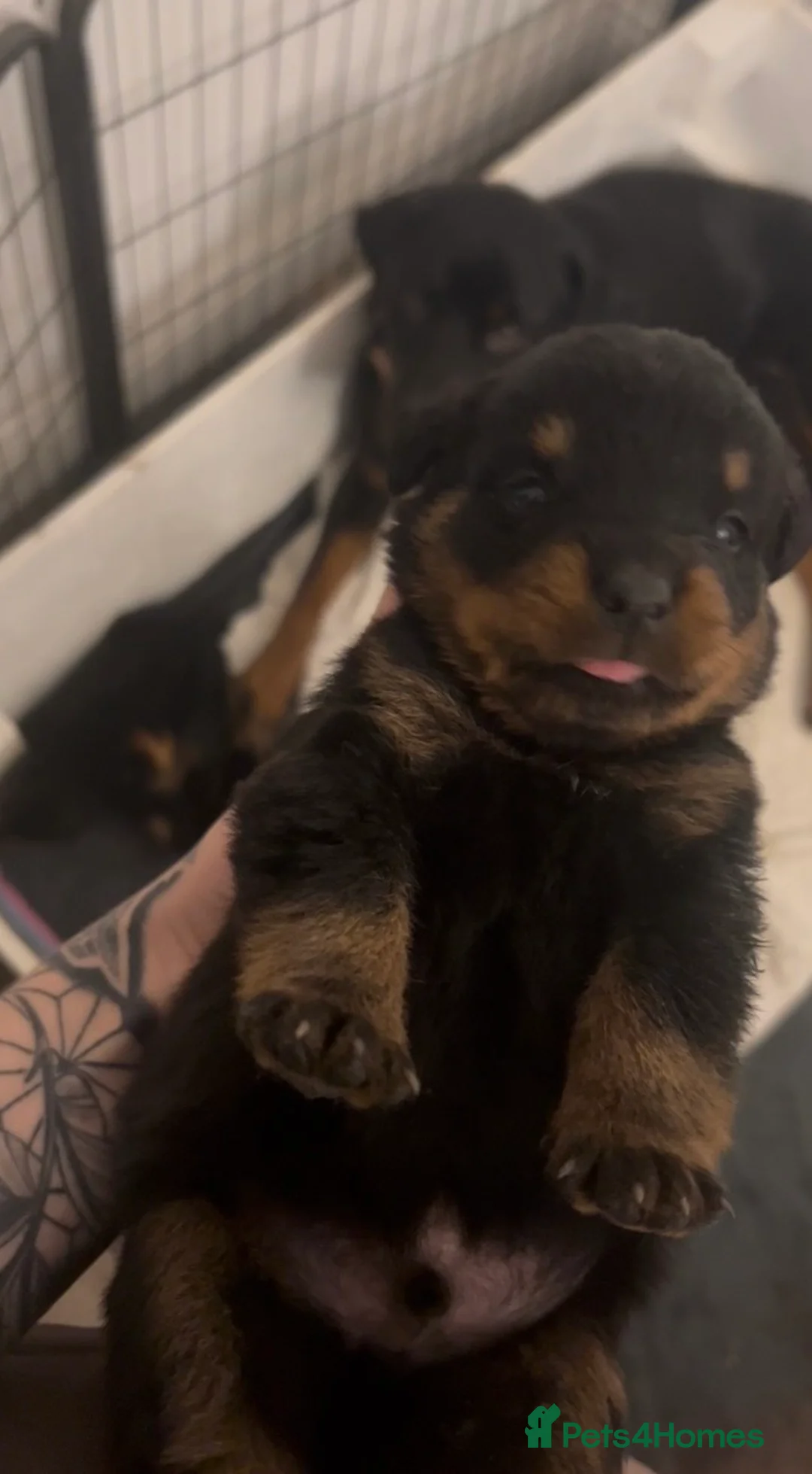 Rottweiler dogs for sale: Rottweiler pups ready to reserve.  - Advert 1