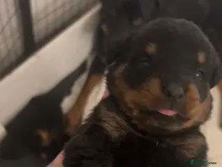 Rottweiler dogs Rottweiler pups ready to reserve. - Advert 18