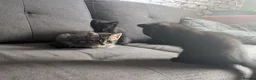 Mixed Breed cats for sale: 2 gorgeous black kittens available  - Advert 8