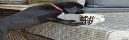 Labrador Retriever dogs for sale: Labrador puppies in Waterlooville - Advert 10