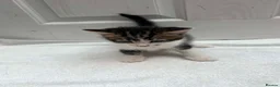 Mixed Breed cats for sale: 5 beautiful kittens ready for forever home  - Advert 6