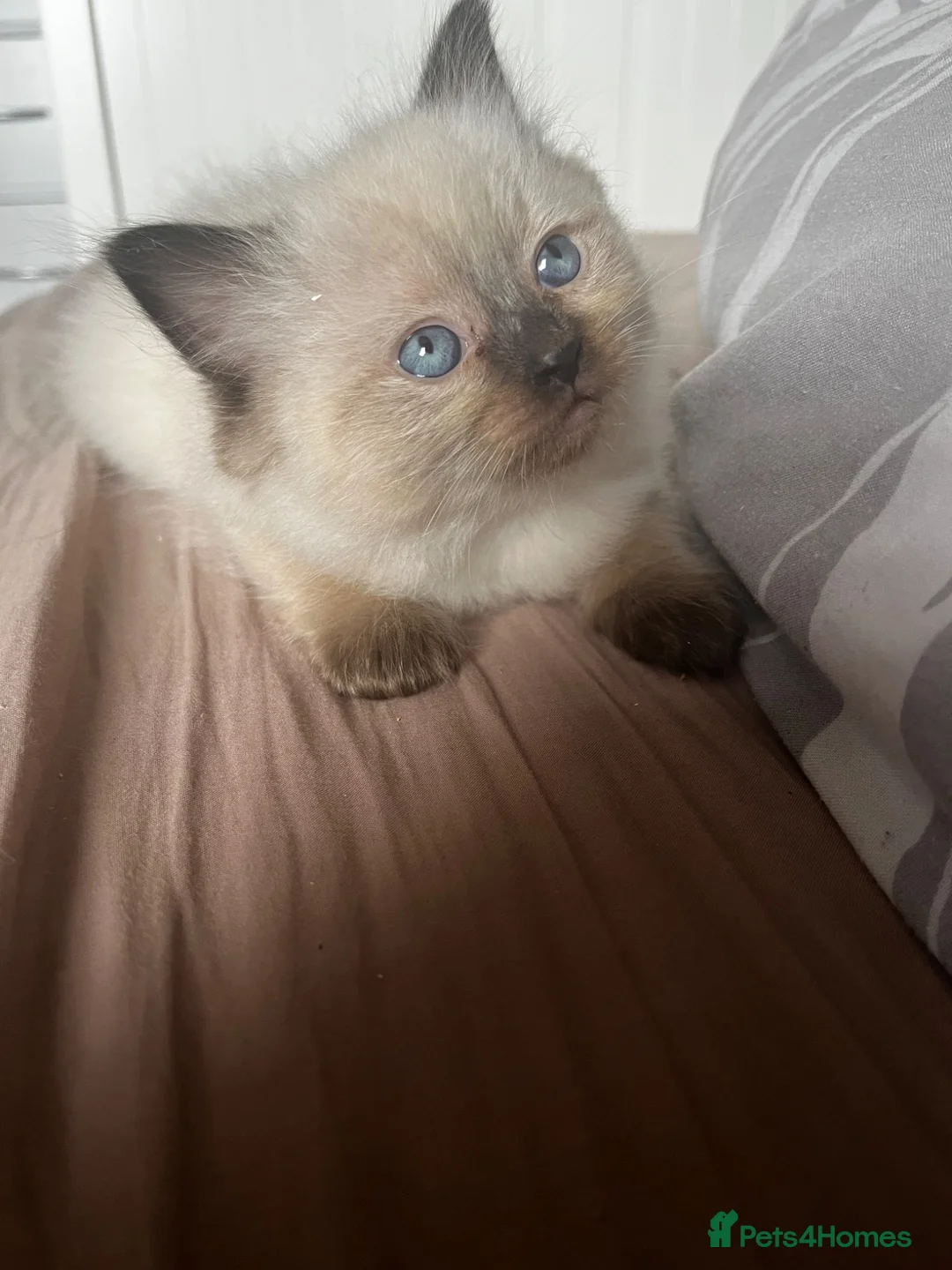 Ragdoll cats for sale: 3 Ragdoll kittens for sale - Advert 13
