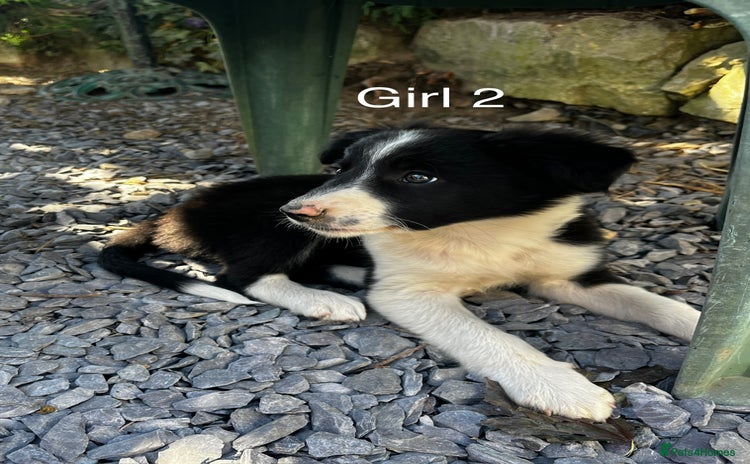 Border Collie dogs - Advert 5