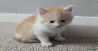 Maine Coon cats - Advert 3