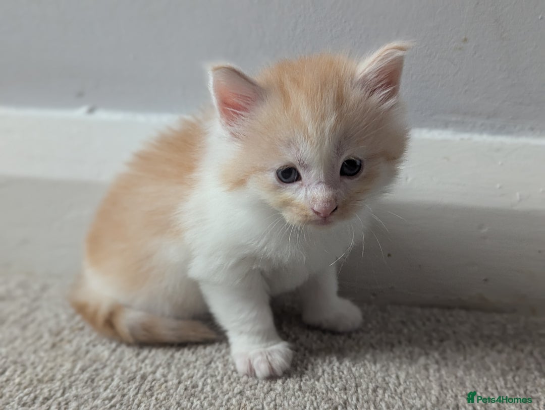 Maine Coon cats for sale: Maine Coon Kittens - Image 2