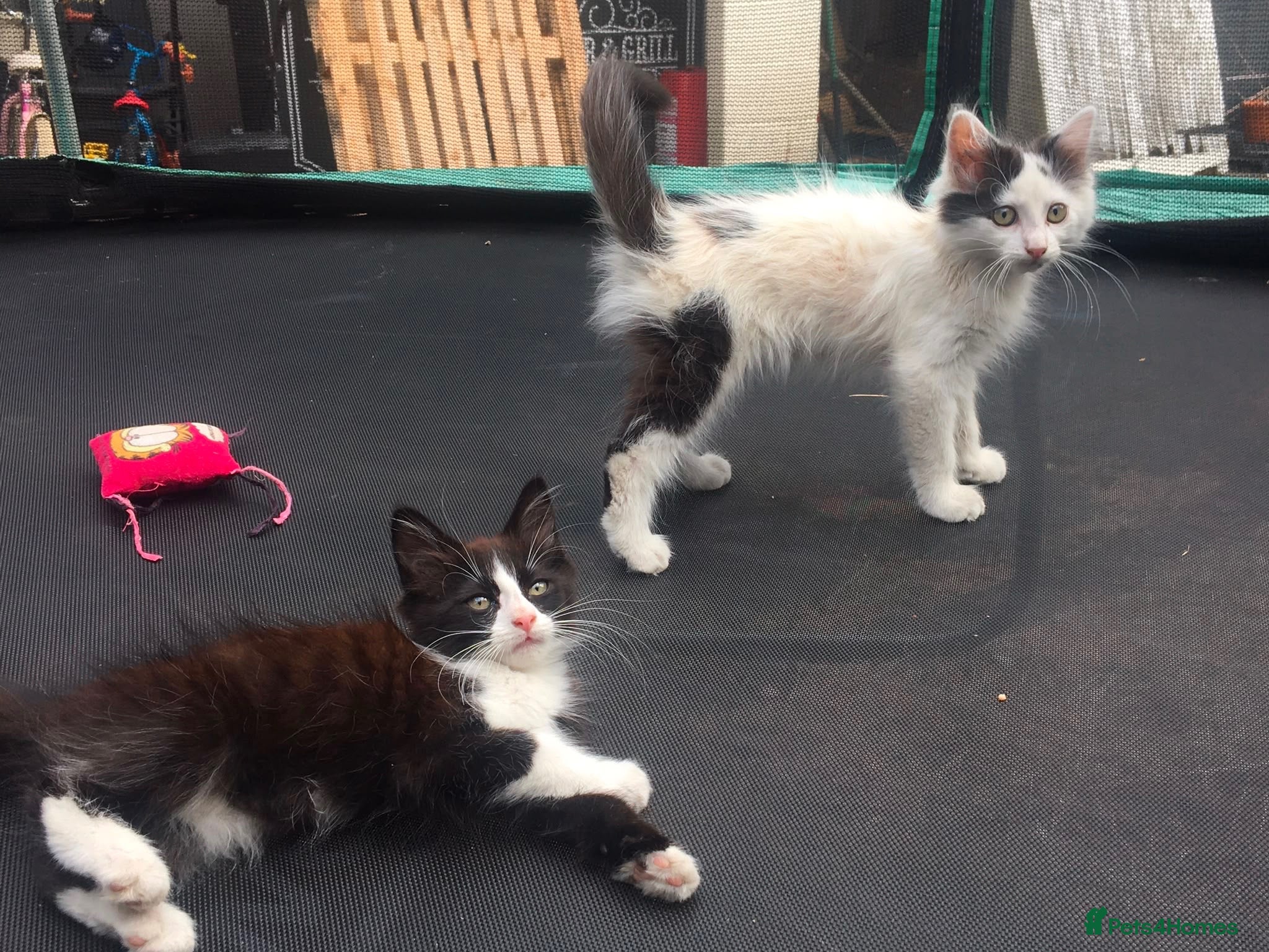 Mixed Breed cats kittens  - Advert 1