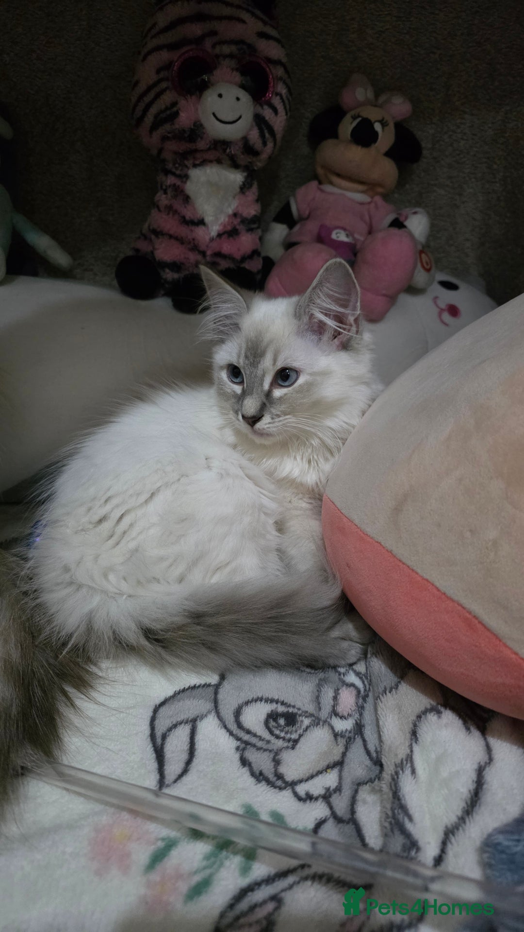 Ragdoll cats for sale: Female Blue Lynx Ragdoll - Advert 4
