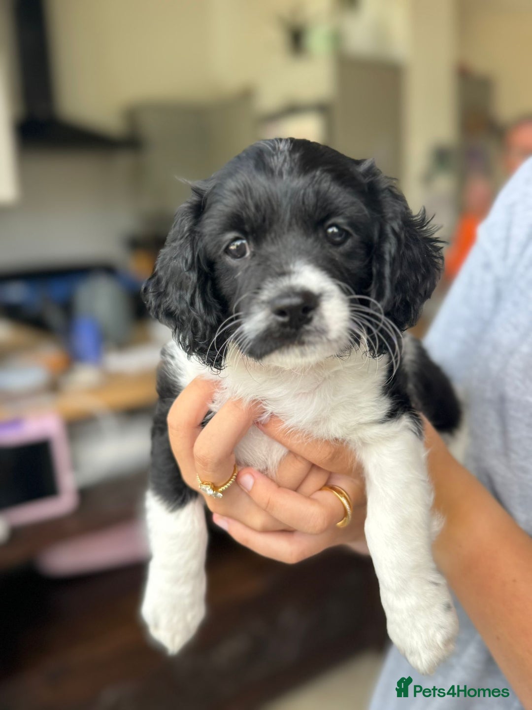 Cavapoo dogs for sale: Adorable girl and boy left - Image 4