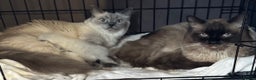 Ragdoll cats for sale: 2 beautiful female ragdoll kittens - Advert 8