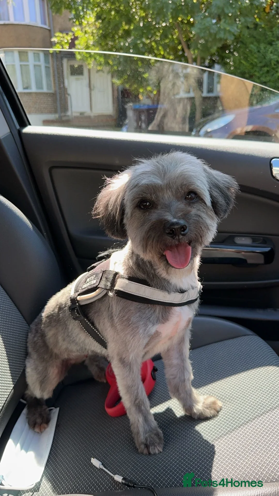 Maltipoo dogs for sale: 7 precious puppies looking for their forever homes - Advert 2
