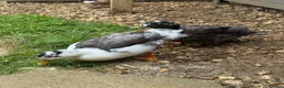 Ducks poultry for sale: 2 Drake 8 month old Call Ducks - Advert 2