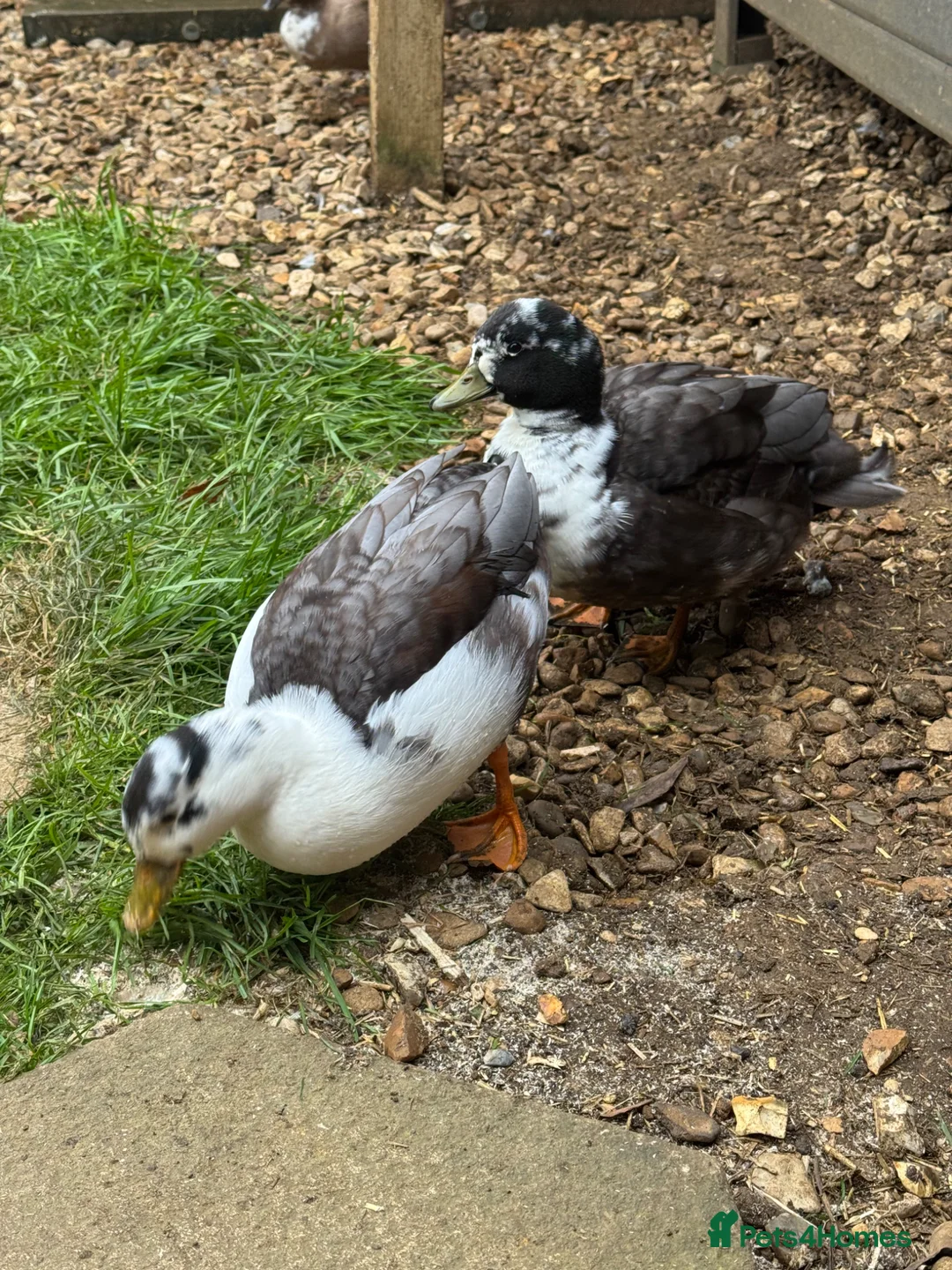 Ducks poultry for sale: 2 Drake 8 month old Call Ducks - Advert 2