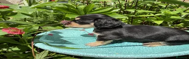 Miniature Dachshund Puppy 2