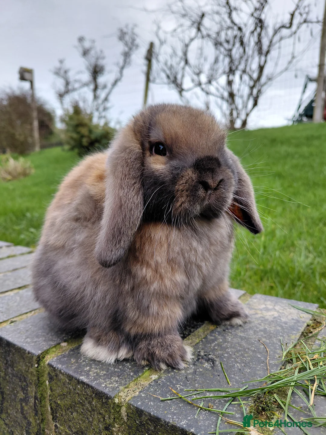 Mini Lop rabbits for sale: Mini Lop babies - Advert 1