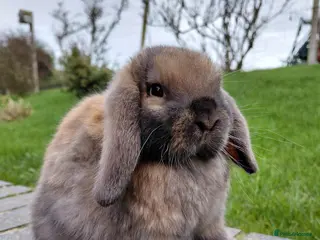 Mini Lop rabbits Mini Lop babies - Advert 8