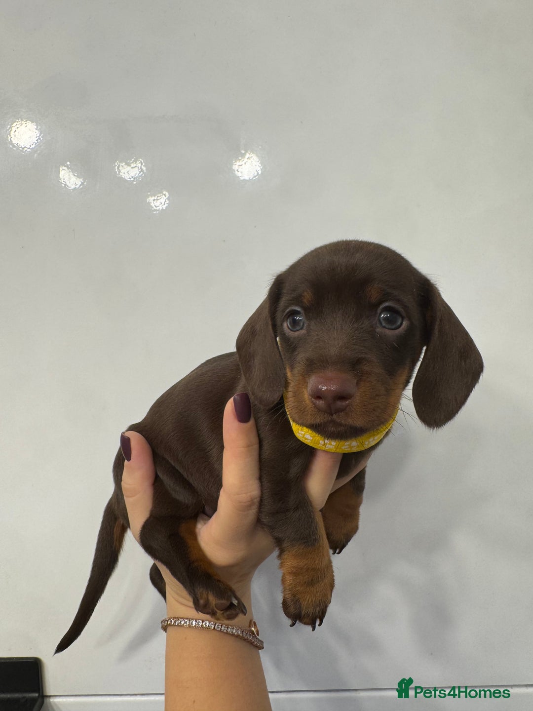 Miniature Dachshund dogs for sale: KC reg miniature dachshund puppies 4 girls 4 boys - Advert 11