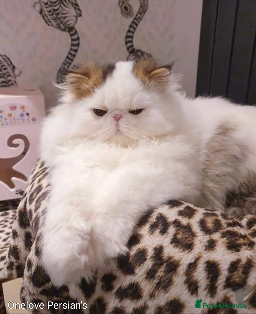 Persian cats for sale: Drop dead Gorgeous GCCF registered Boy  - Advert 7